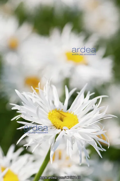 : Daisy, Ox-eye daisy, Leucanthemum x superbum Phyllis : Daisy, Ox-eye daisy, Leucanthemum x superbum Phyllis
