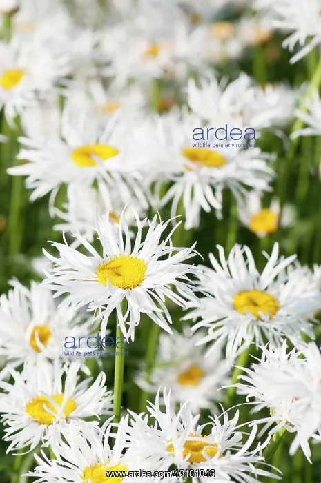 : Daisy, Ox-eye daisy, Leucanthemum x superbum Phyllis : Daisy, Ox-eye daisy, Leucanthemum x superbum Phyllis
