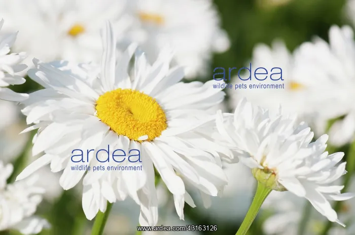 : Daisy, Ox-eye daisy, Leucanthemum x superbum Snowdrift : Daisy, Ox-eye daisy, Leucanthemum x superbum Snowdrift