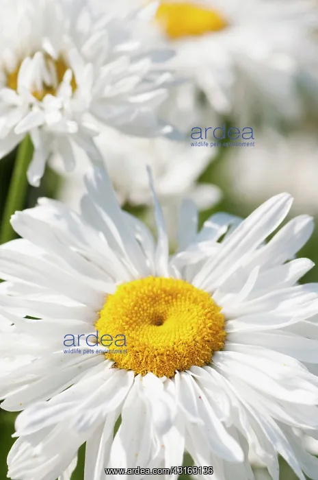 : Daisy, Ox-eye daisy, Leucanthemum x superbum Snowdrift : Daisy, Ox-eye daisy, Leucanthemum x superbum Snowdrift
