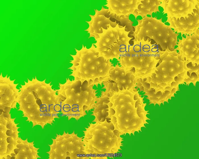 : Daisy Pollen : Daisy Pollen