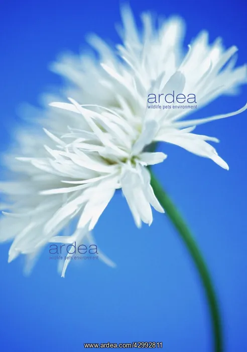 : Daisy, Shasta daisy, Leucanthemum x superbum : Daisy, Shasta daisy, Leucanthemum x superbum