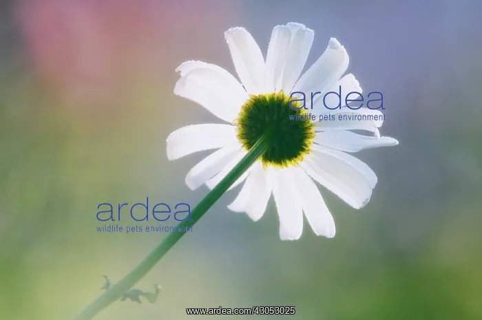 : Daisy, Shasta daisy, Leucanthemum x superbum : Daisy, Shasta daisy, Leucanthemum x superbum