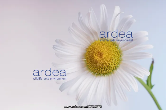 : Daisy, Shasta daisy, Leucanthemum x superbum : Daisy, Shasta daisy, Leucanthemum x superbum