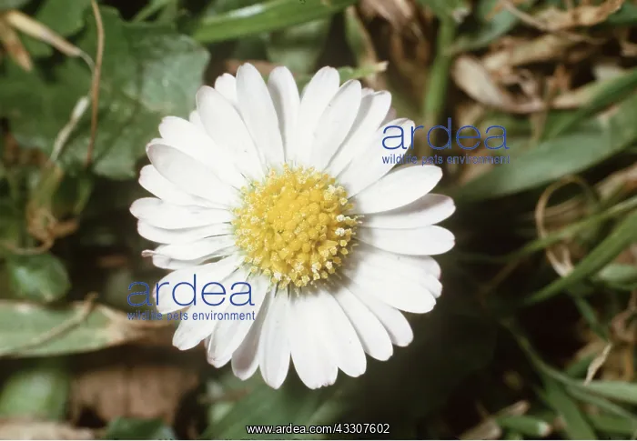 : DAISY - single flower : DAISY - single flower
