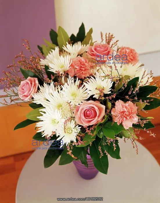 : Daisy, White Chrysanthemum, pink roses and carnations : Daisy, White Chrysanthemum, pink roses and carnations