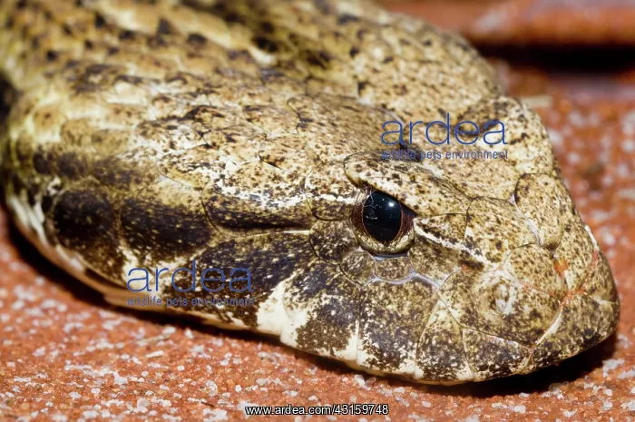 : Dajarra death adder : Dajarra death adder