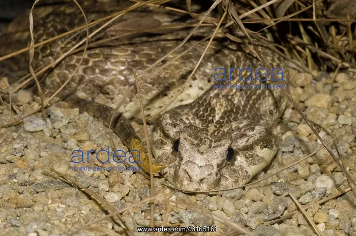 : Dajarra death adder : Dajarra death adder