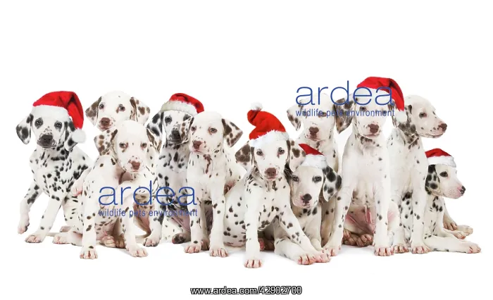 : Dalamatian Dogs - with Christmas hats : Dalamatian Dogs - with Christmas hats