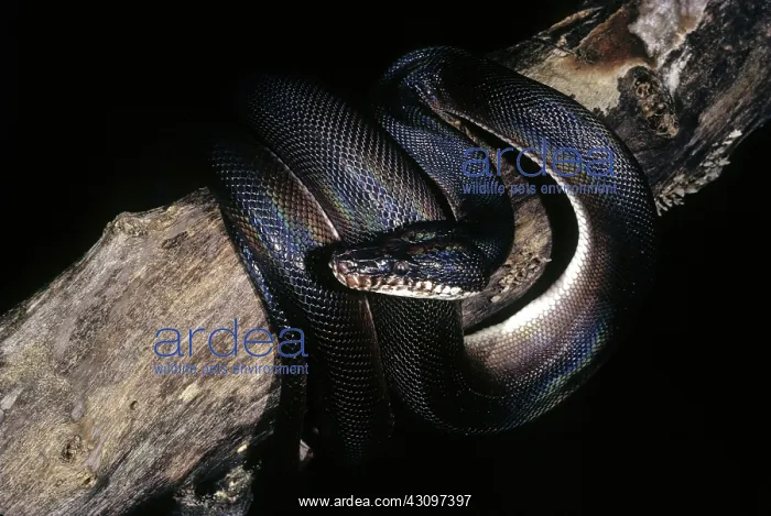 : D'Albertis Python : D'Albertis Python