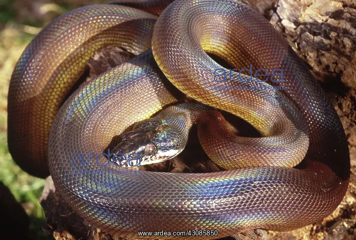 : D'Albert's python : D'Albert's python