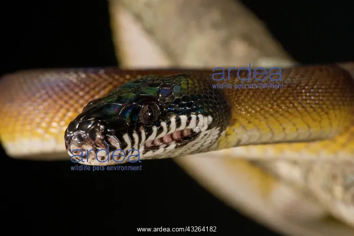 : D'Alberts Python, Liasis albertisi, Native : D'Alberts Python, Liasis albertisi, Native