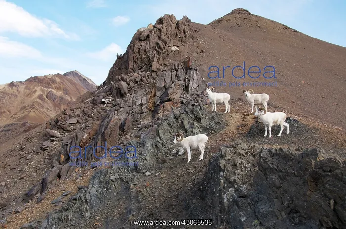 : Dall rams on rocky mountainside : Dall rams on rocky mountainside