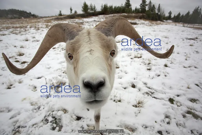 : Dall Sheep, Dall's Sheep (Ovis dalli), male, ram : Dall Sheep, Dall's Sheep (Ovis dalli), male, ram