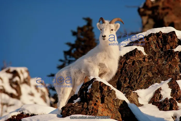 : A Dall sheep (Ovis dalli), Alaska : A Dall sheep (Ovis dalli), Alaska