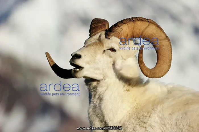  : Dall Sheep (Ovis dalli dalli), portrait, Denali