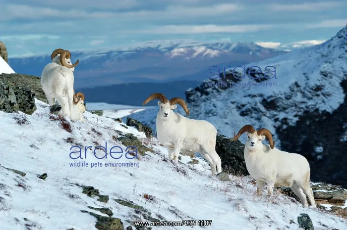 : Dall sheep (Ovis dalli) group in snowy landscape : Dall sheep (Ovis dalli) group in snowy landscape