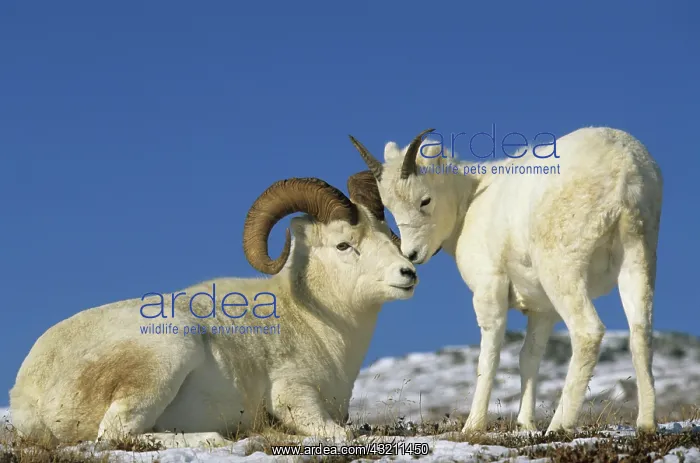 : Dall Sheep (Ovis dalli), male with immature standing : Dall Sheep (Ovis dalli), male with immature standing