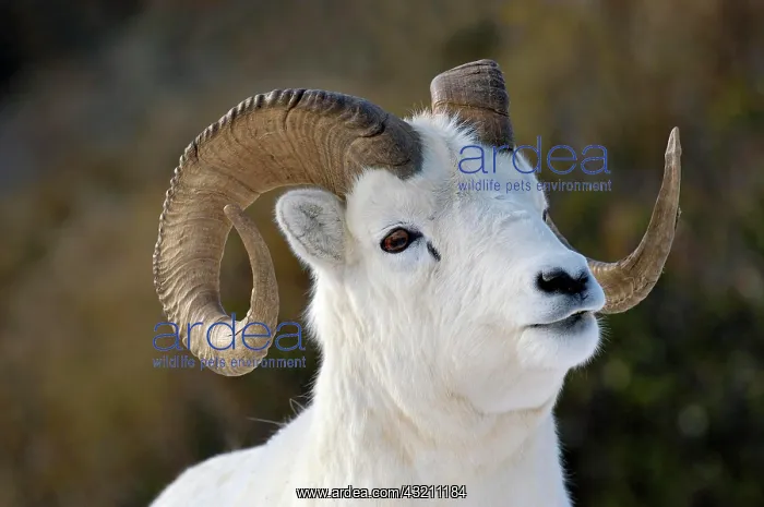 : Dall sheep (Ovis dalli) portrait in snowy landscape : Dall sheep (Ovis dalli) portrait in snowy landscape
