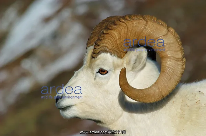 : Dall sheep (Ovis dalli) portrait in snowy landscape : Dall sheep (Ovis dalli) portrait in snowy landscape