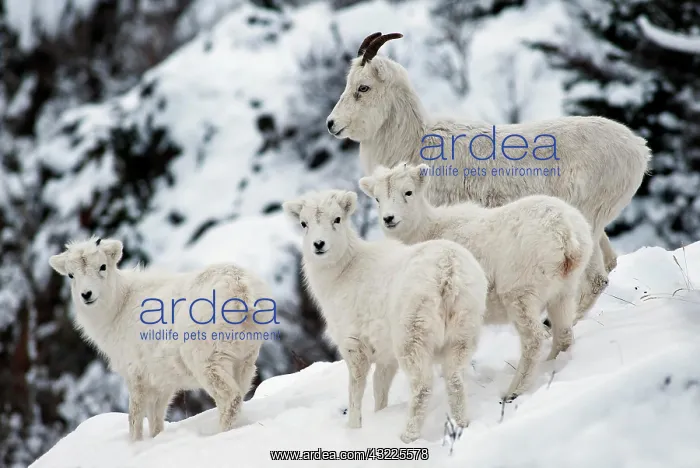 : Dall sheep (Ovis dalli) with three young, Alaska : Dall sheep (Ovis dalli) with three young, Alaska