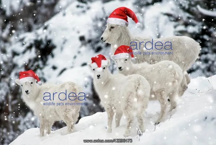 : Dall sheep (Ovis dalli) with three young, Alaska : Dall sheep (Ovis dalli) with three young, Alaska