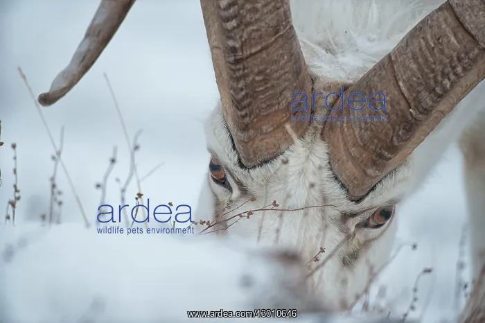 : Dall Sheep ram feeding on grass on sheep mountain : Dall Sheep ram feeding on grass on sheep mountain