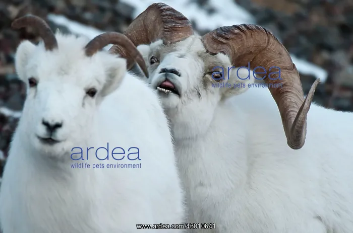 : Dall Sheep ram looking to breed with a ewe on sheep : Dall Sheep ram looking to breed with a ewe on sheep