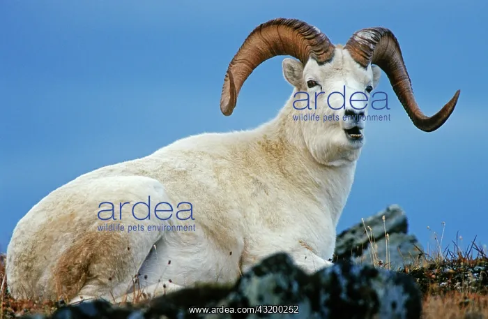 : Dall Sheep ram (Ovis dalli), Denali N.P. Alaska : Dall Sheep ram (Ovis dalli), Denali N.P. Alaska