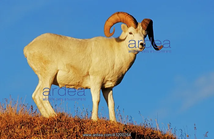 : Dall Sheep ram (Ovis dalli), Denali N.P. Alaskaa : Dall Sheep ram (Ovis dalli), Denali N.P. Alaskaa