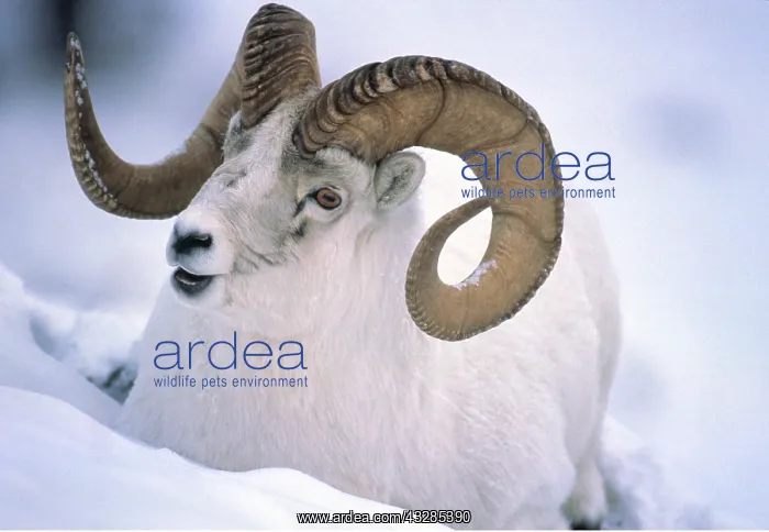 : Dall Sheep - Ram in snow, close-up of head in snow : Dall Sheep - Ram in snow, close-up of head in snow