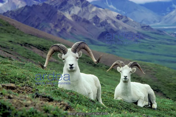 : Dall sheep rams : Dall sheep rams