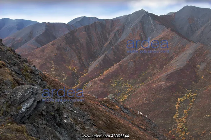 : Dall sheep rams : Dall sheep rams