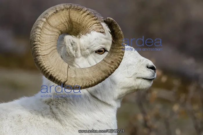 : Dall sheep or Thinhorn sheep ram (Ovis dalli), Kluane : Dall sheep or Thinhorn sheep ram (Ovis dalli), Kluane