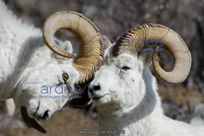 : Dall sheep or Thinhorn sheep rams (Ovis dalli) dominance : Dall sheep or Thinhorn sheep rams (Ovis dalli) dominance