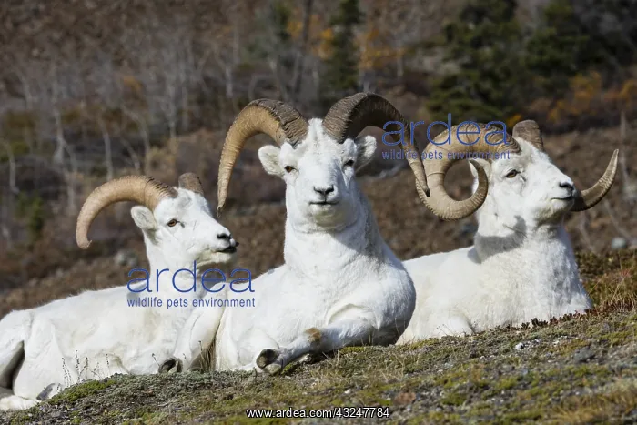 : Dall sheep or Thinhorn sheep rams (Ovis dalli) resting / chewi : Dall sheep or Thinhorn sheep rams (Ovis dalli) resting / chewi