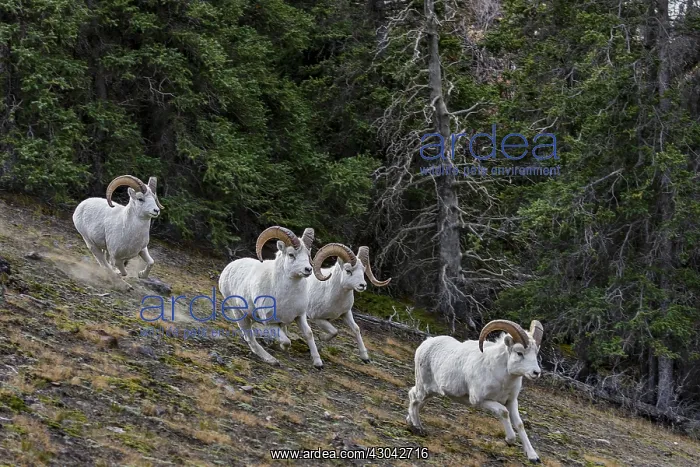 : Dall sheep or Thinhorn sheep rams (Ovis dalli) running : Dall sheep or Thinhorn sheep rams (Ovis dalli) running