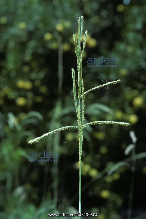 : Dallis grass : Dallis grass