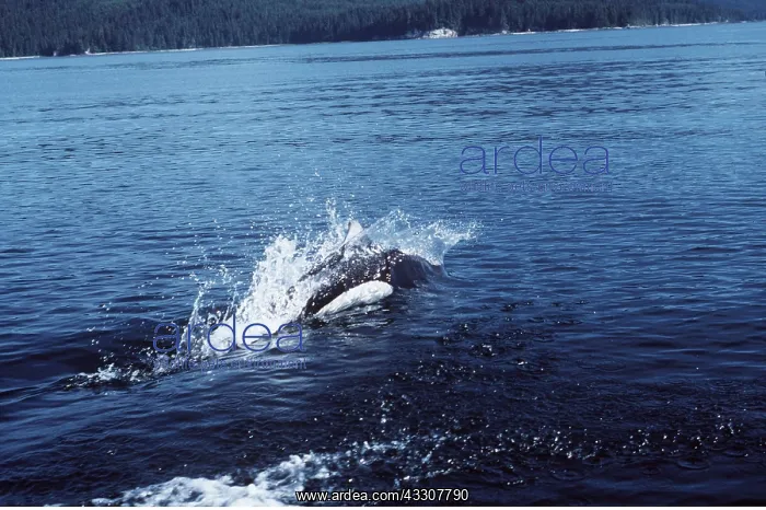 : DALL'S PORPOISE - Roostertail : DALL'S PORPOISE - Roostertail