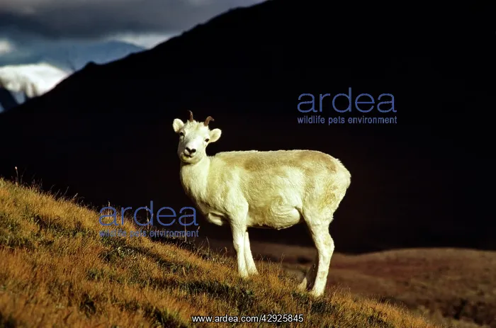  : DALL'S SHEEP - FEMALE