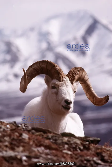 : Dall's Sheep - Male : Dall's Sheep - Male
