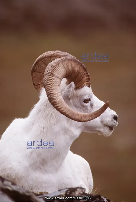 : DALL'S SHEEP - Male, close-up, sitting : DALL'S SHEEP - Male, close-up, sitting