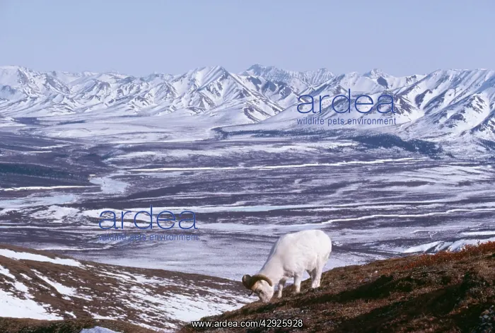 : Dall's Sheep - mature ram feeding : Dall's Sheep - mature ram feeding