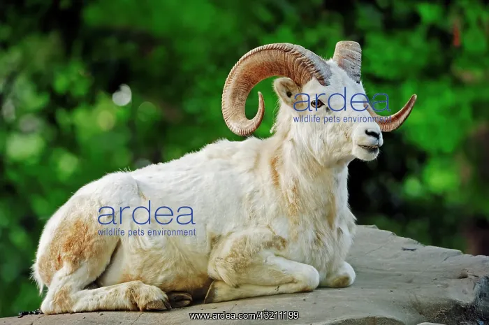 : Dall's Sheep (Ovis dalli), ram lying on rocks, native : Dall's Sheep (Ovis dalli), ram lying on rocks, native