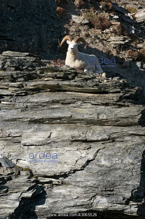  : Dalls Sheep Ram Resting
