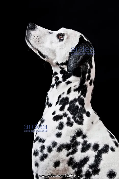 : Dalmatian : Dalmatian