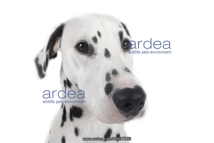 : Dalmatian : Dalmatian