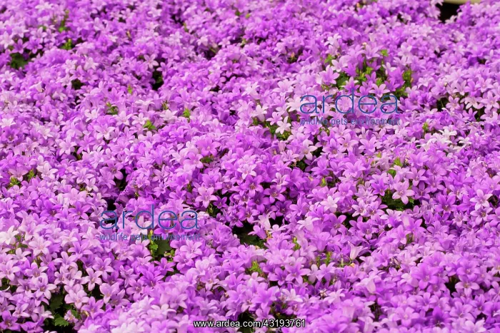: Dalmatian bellflower, Provence, France : Dalmatian bellflower, Provence, France