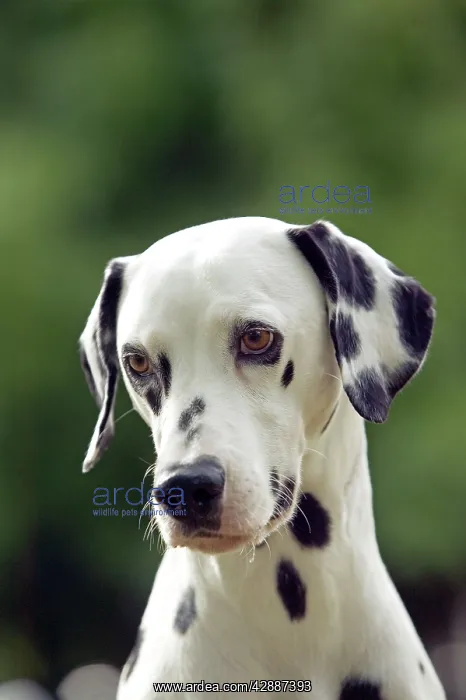 : Dalmatian - close-up of head : Dalmatian - close-up of head
