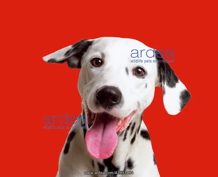  : Dalmatian Dog